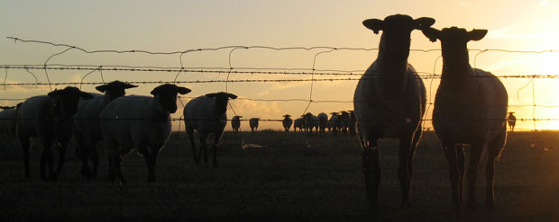 Franz Farm ewes